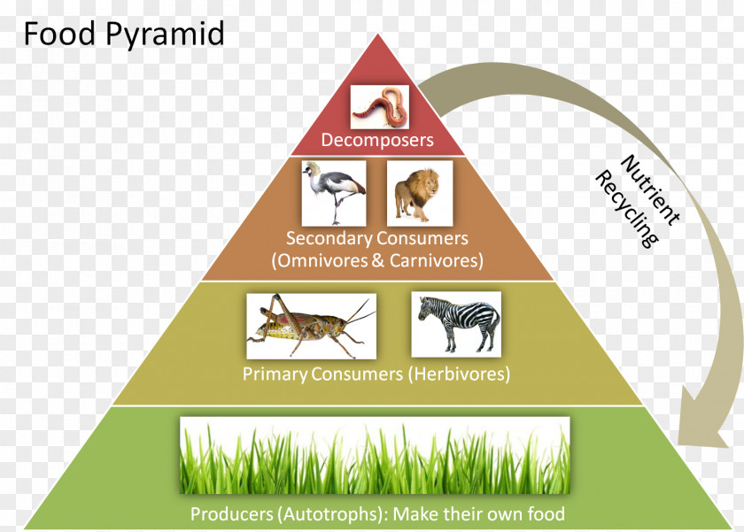 Pyramid Food Chain Ecological Web Trophic Level Ecology PNG