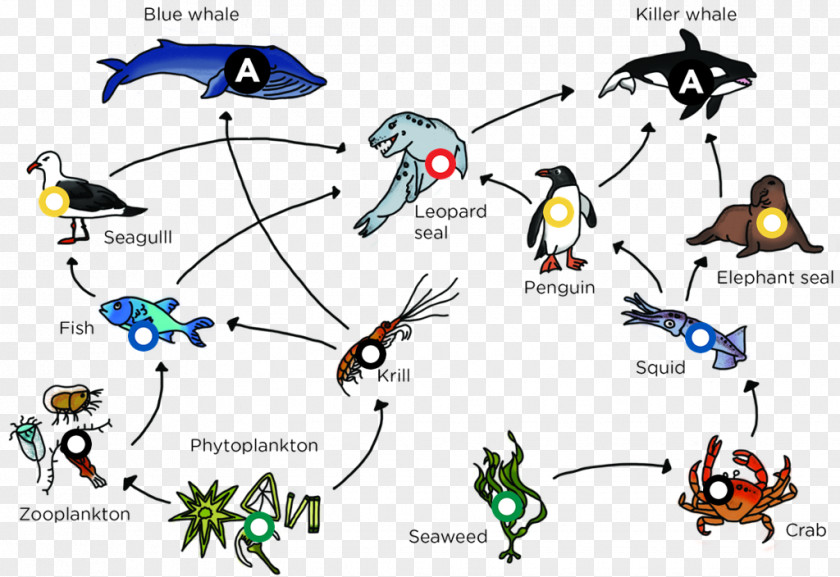 Arctic Ocean Food Web Chain PNG