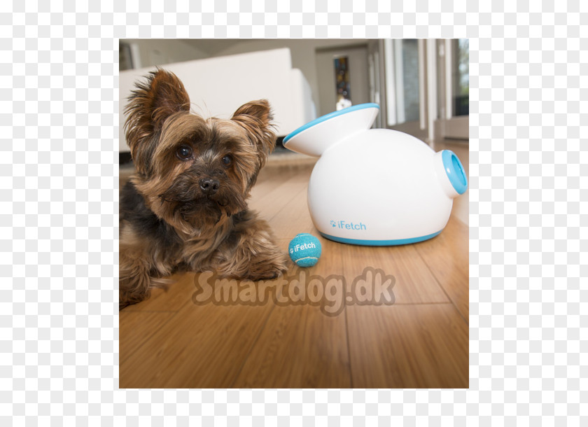 Dog Toys Puppy Fetch Cat PNG