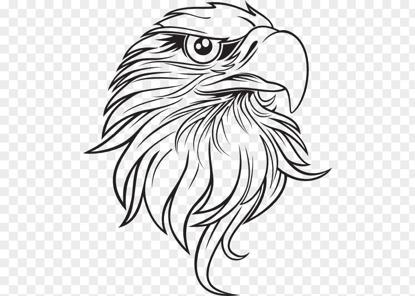 Eagle Outline Cliparts Bald Drawing Clip Art PNG
