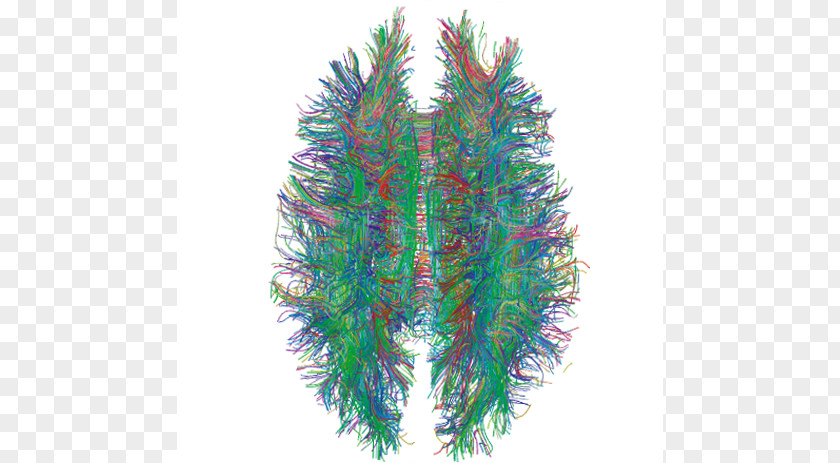 A Study Article White Matter Brain Human Connectome Project Central Nervous System PNG