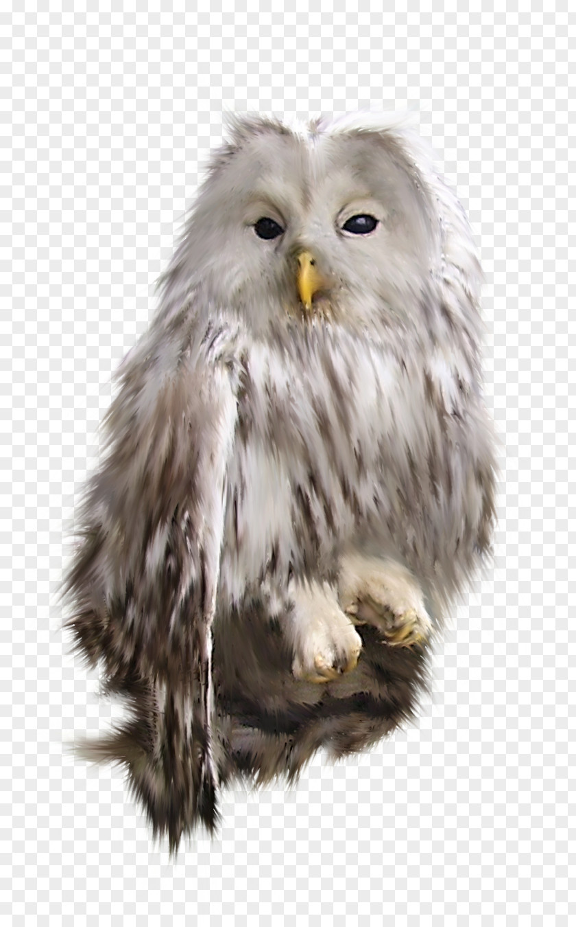 Bird Snowy Owl Clip Art PNG