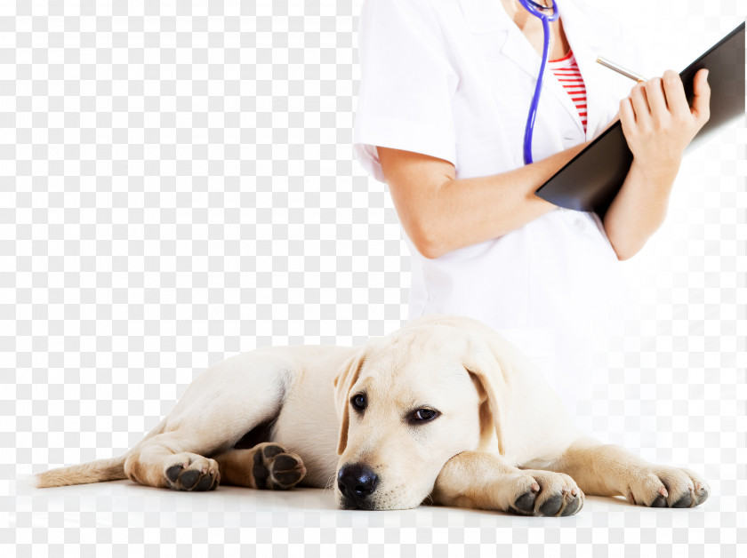 Great Dane Veterinary Medicine Veterinarian Labrador Retriever Pet PNG