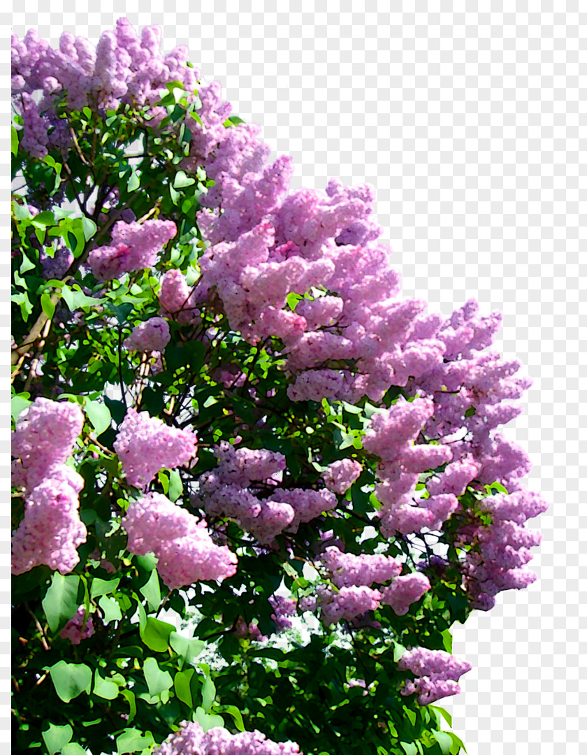 Lilac Clip Art PNG