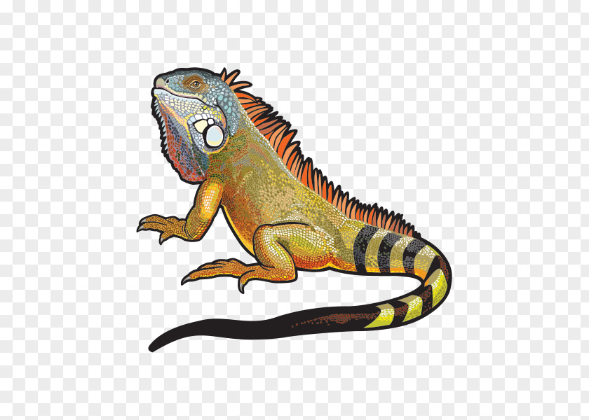 Lizard Green Iguana Vector Graphics Royalty-free Clip Art PNG