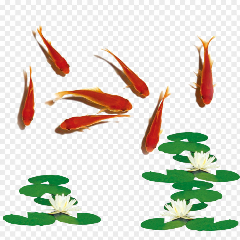 Red Goldfish Lotus Carassius Auratus Iran Fish Haft-Seen Nowruz PNG