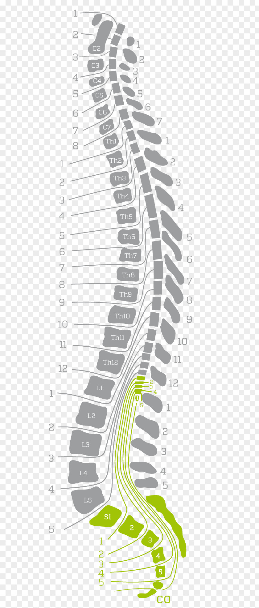 Sacrum Back Pain Vertebral Column Human PNG