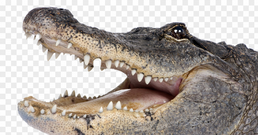 Saltwater Crocodile American Alligator PNG