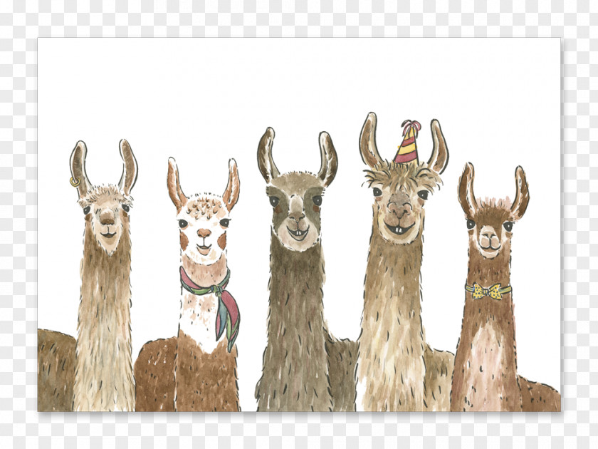 Birthday Llama Alpaca Greeting & Note Cards Wedding Invitation PNG