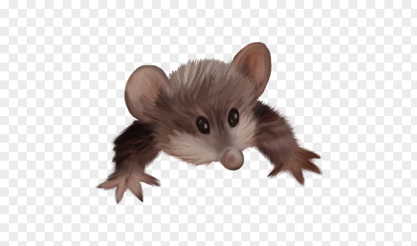 Common Opossum Virginia Home Page Clip Art PNG
