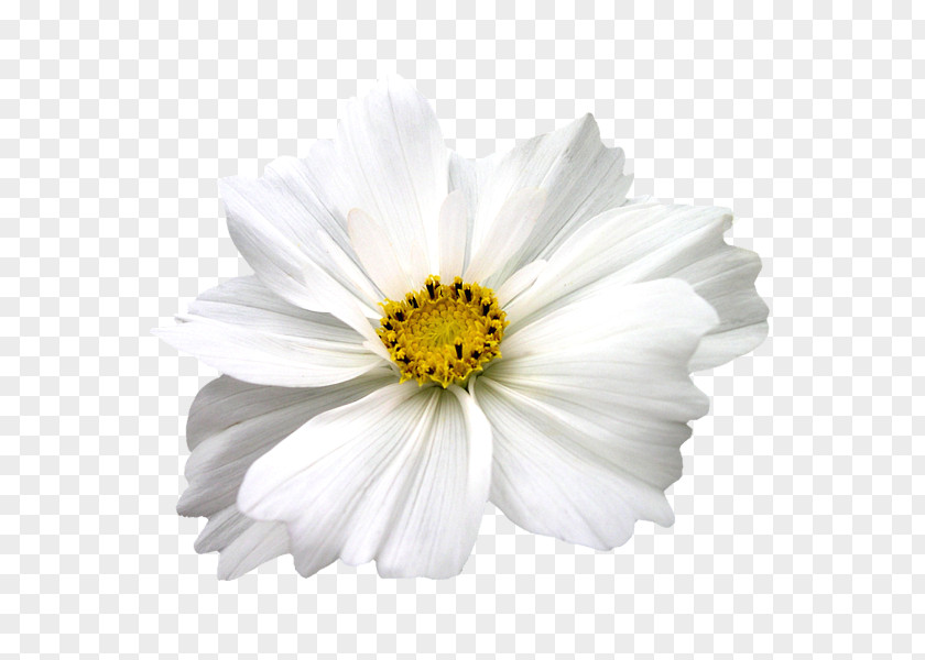 Cut Flowers Chrysanthemum Plant White PNG
