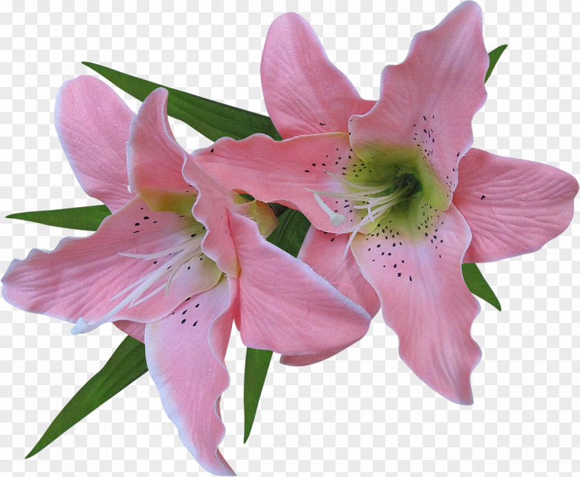 Flower Madonna Lily Arum-lily Clip Art PNG