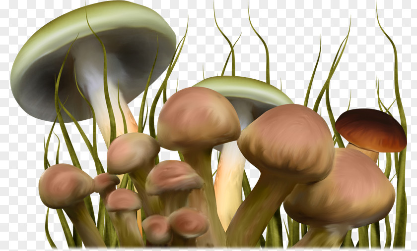 Hand Drawn Cartoon Fairy-tale World Of Mushrooms Psilocybin Mushroom Clip Art PNG