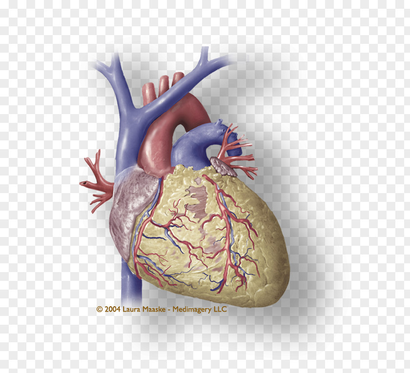 Heart Attack Coronary Circulation Medical Illustration Cardiac Muscle Atrium PNG