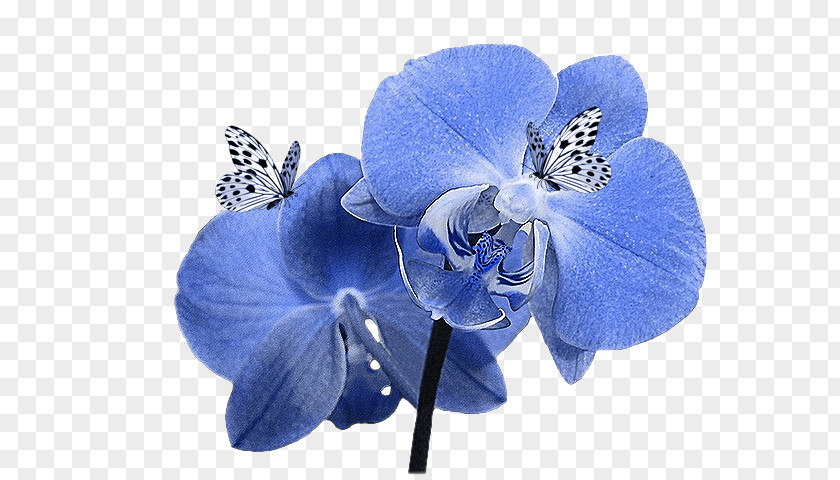 Iris Flower Skyrock .de Blog YouTube PNG