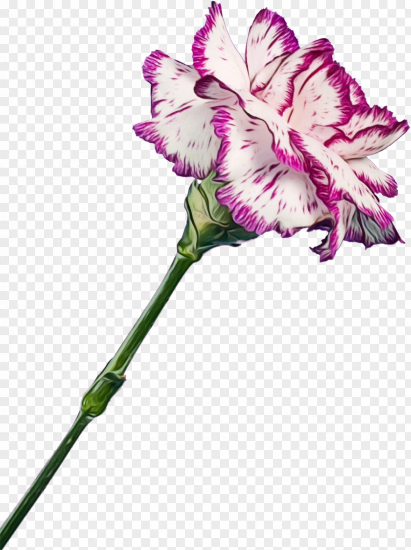 Iris Pink Family Flower Cartoon PNG