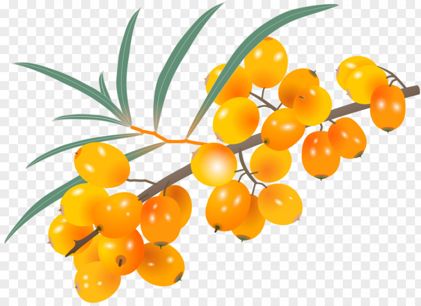 Painted Yellow Sea Buckthorn Seaberry PNG