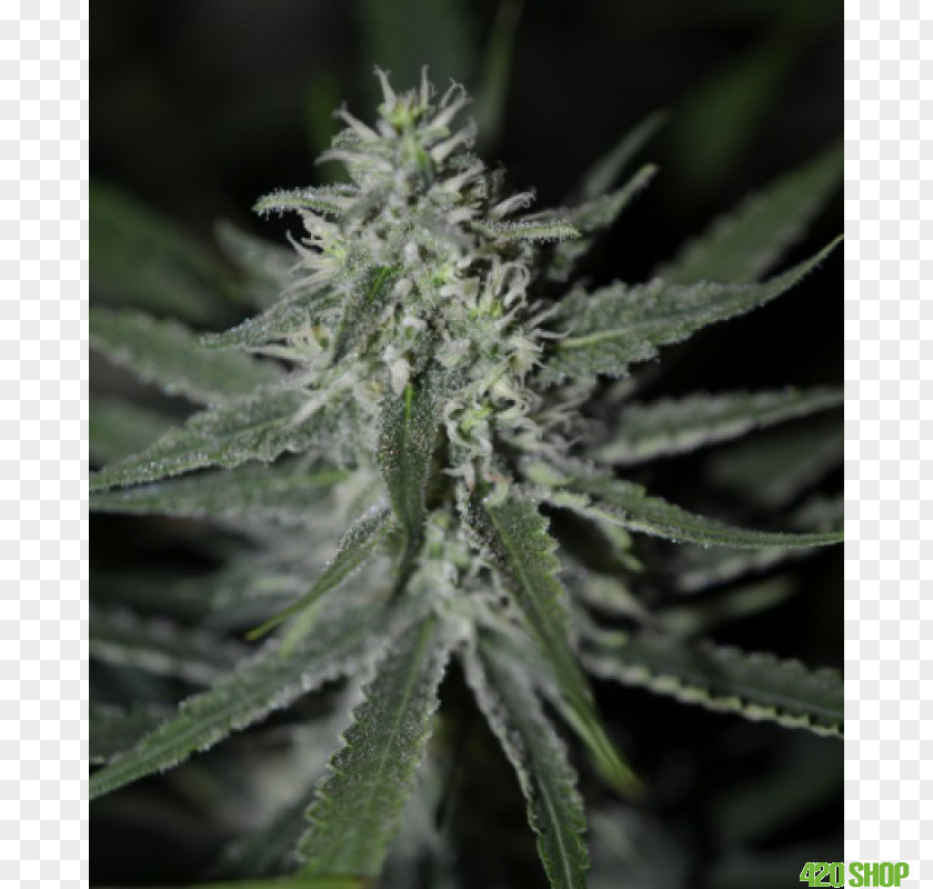 Autoflowering Cannabis Seed Skunk Grow Shop PNG