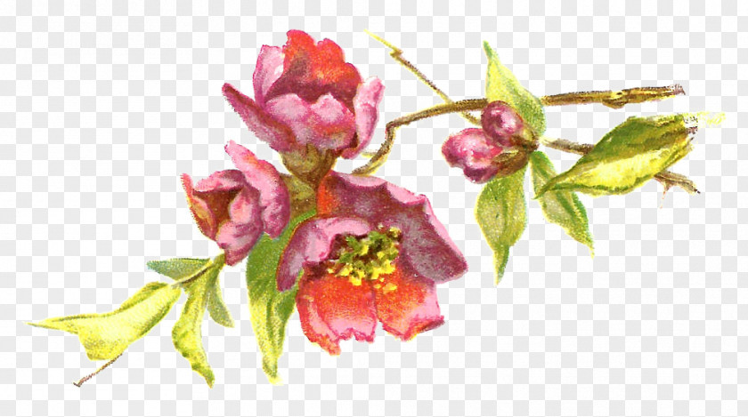 Burgundy Flower Pink Clip Art PNG