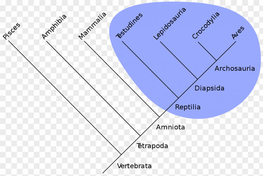 Dinosaur Holophyly Taxon Cladistics Clade Systematics PNG