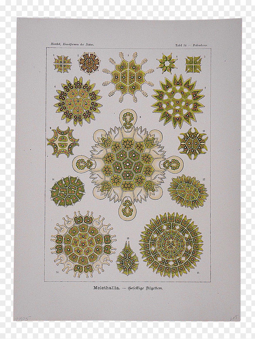 Ernst Haeckel Art Forms In Nature Biologist Green Algae Recapitulation Theory Pediastrum PNG