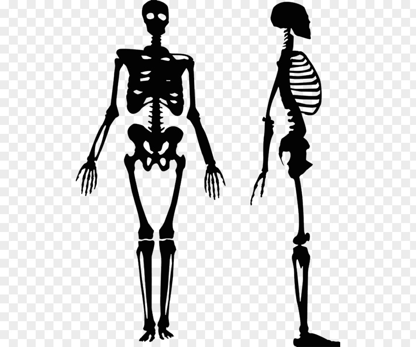 Skeleton Vector Graphics Human Clip Art Royalty-free Body PNG