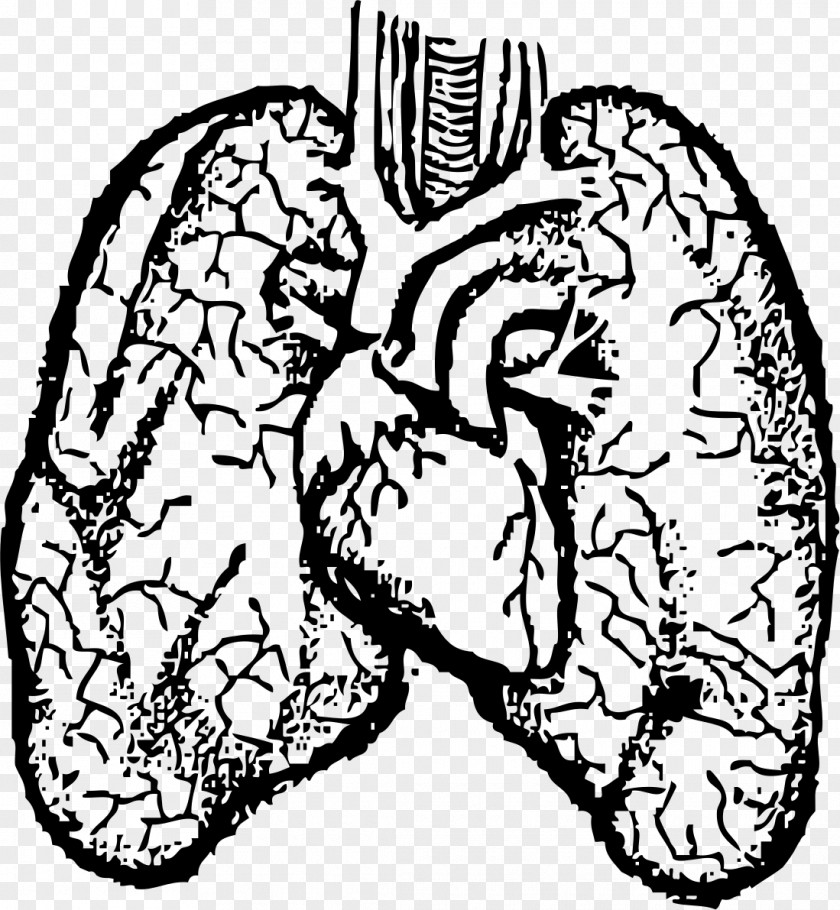 Small Lungs Cliparts Heartu2013lung Transplant Human Body Clip Art PNG