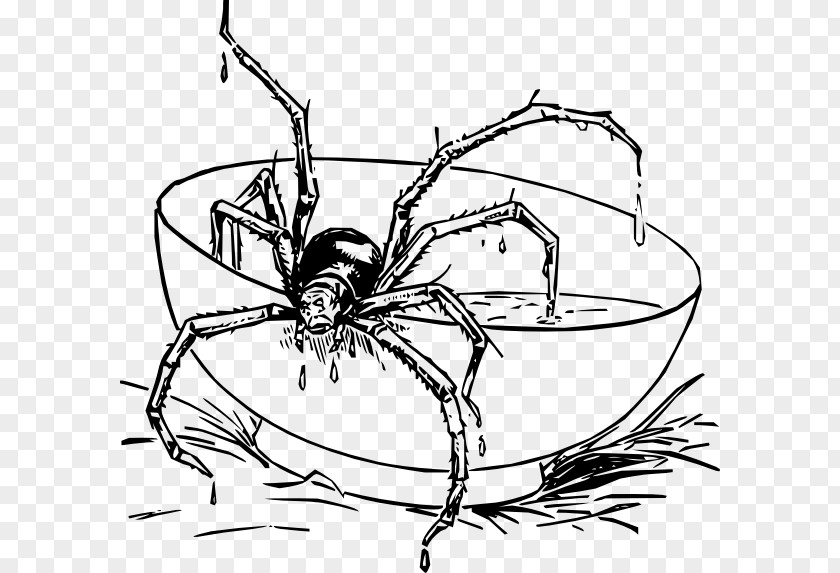 Widow Spiders Eight Legs Insect Arthropod PNG