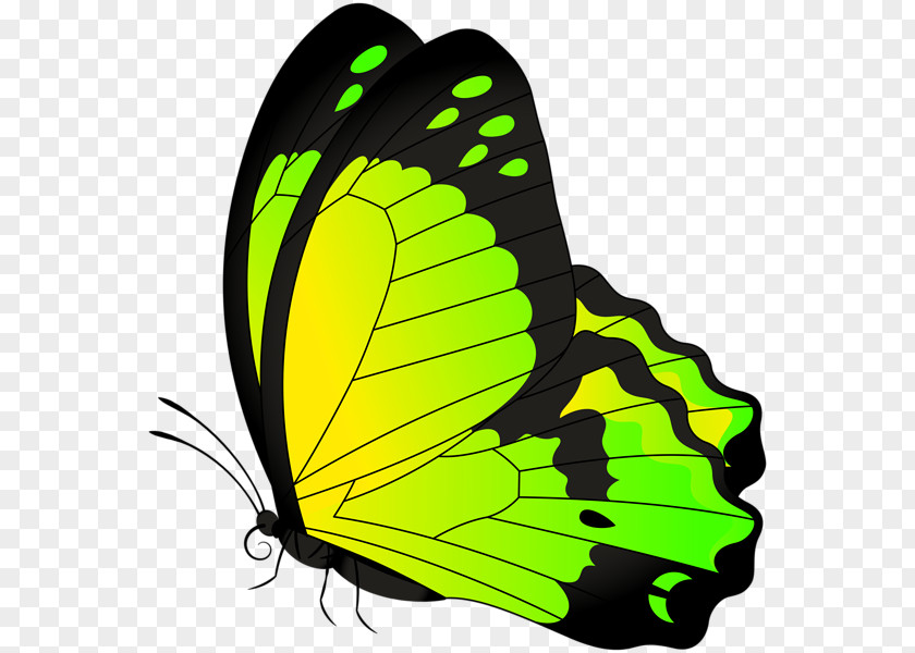 Yellow Butterfly Border Monarch Full-Color Decorative Illustrations Clip Art PNG
