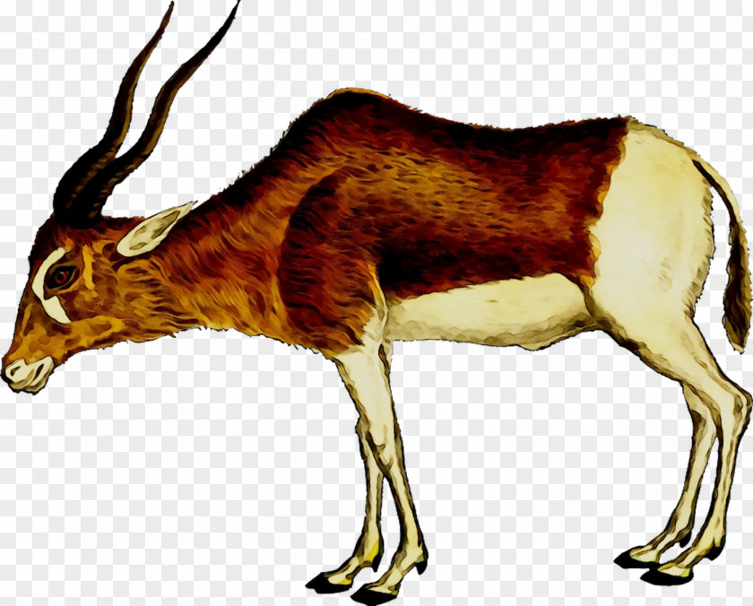 Antelope Pronghorn Impala Wildebeest Gazelle PNG