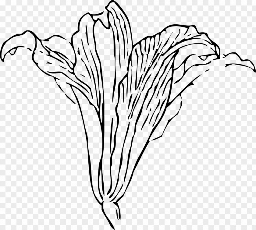 Draw Flower Clip Art PNG