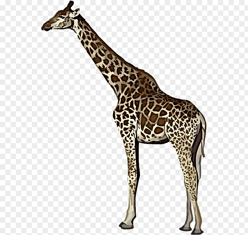 Giraffe Terrestrial Plant Giraffids Biology Science PNG