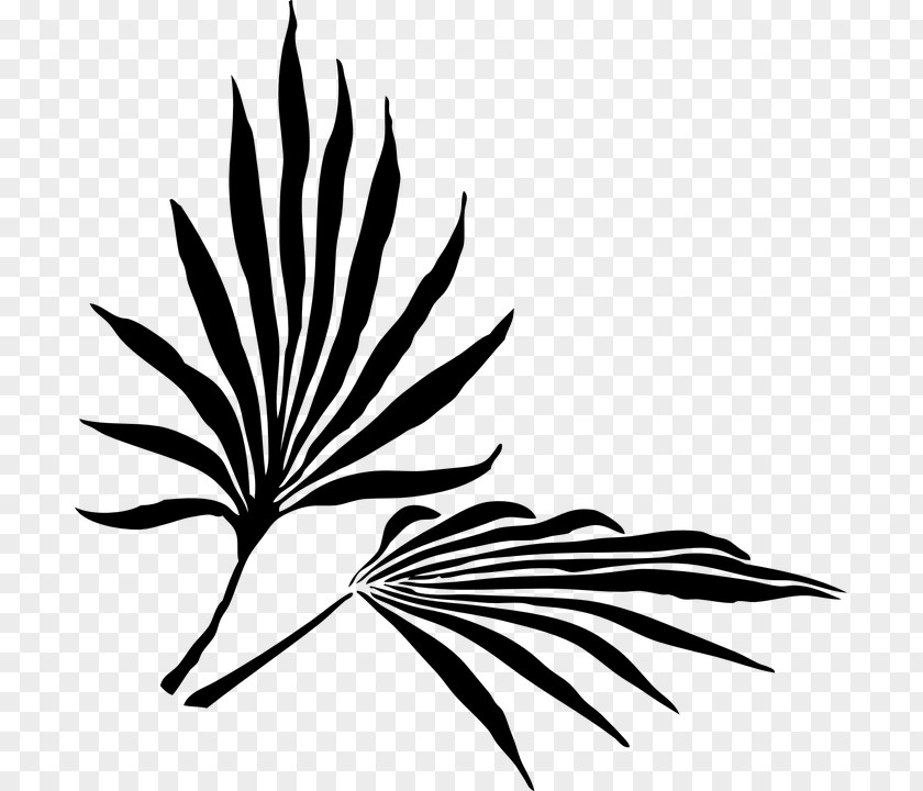 Leaf Arecaceae Palm Branch Frond Clip Art PNG