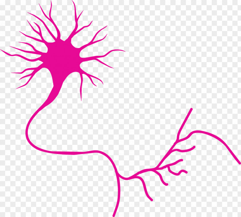 Motor Neuron Nervous System Axon PNG