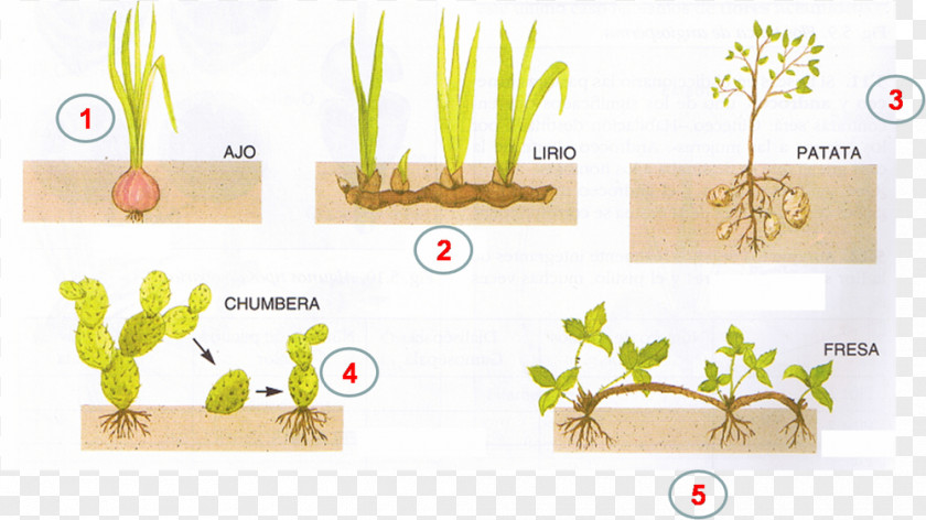 Plant Asexual Reproduction Organism Biology Cell Division PNG