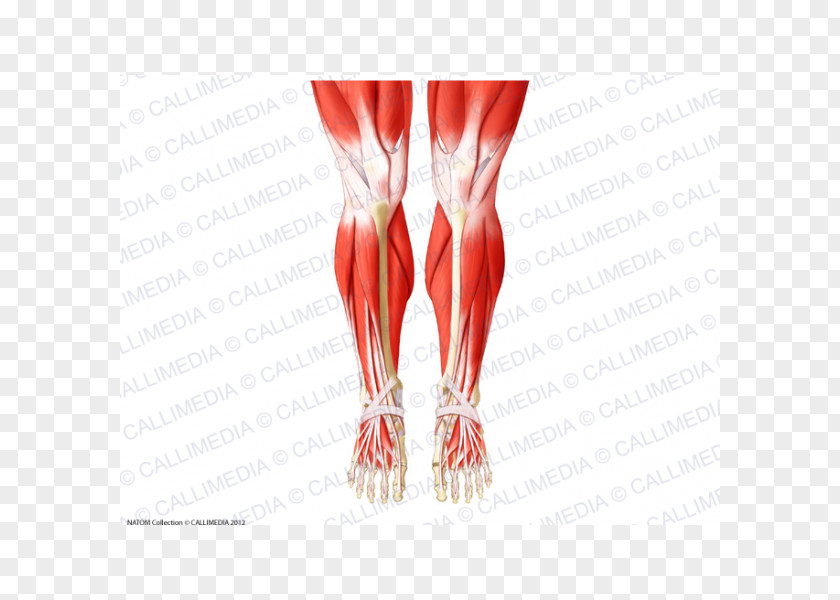 Rectus Femoris Function Knee Human Body Anatomy Muscle Patella PNG