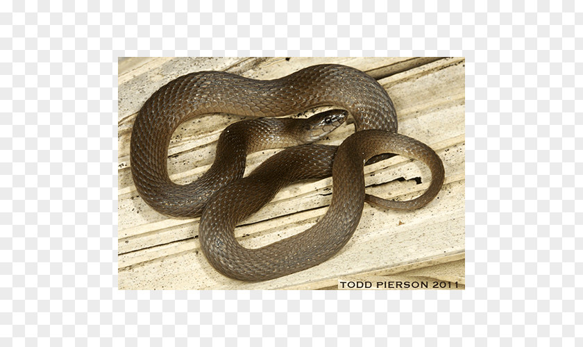 Snake Kingsnakes Hognose Grass Elapid Snakes PNG