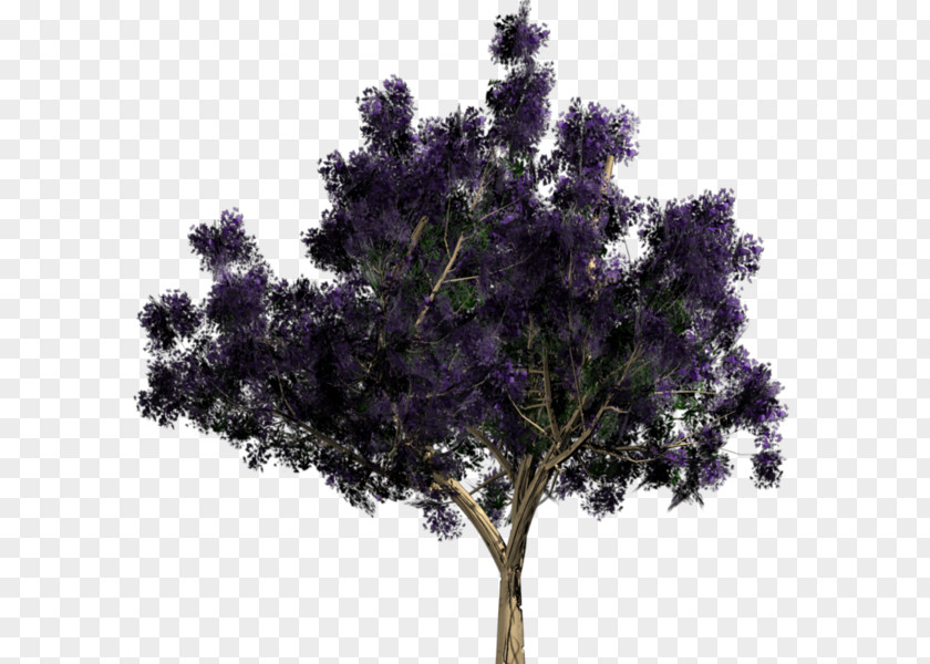 Tree Japanese Maple PNG