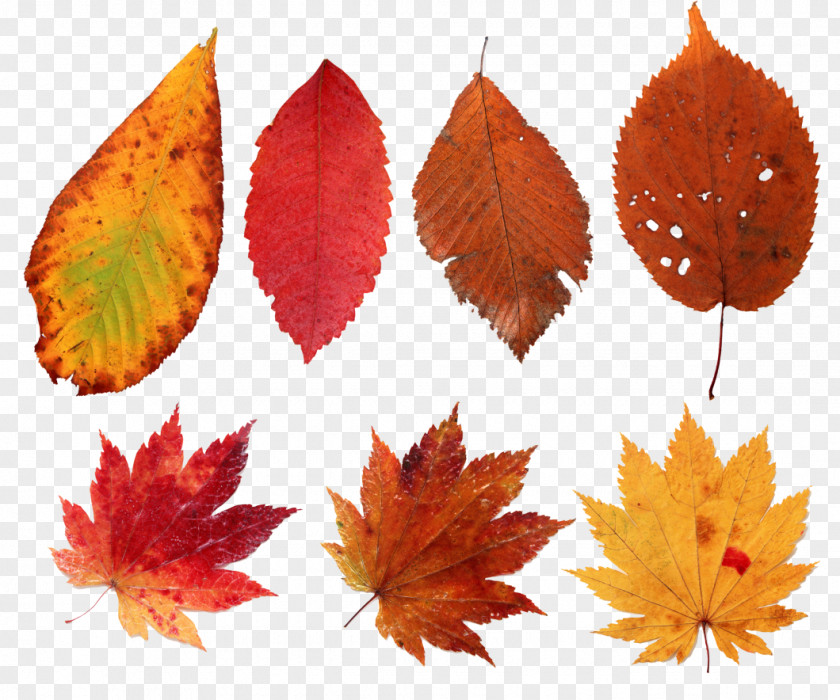 Water Color Leaf Maple Digital Image Animation PNG