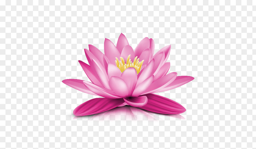 Water Lily Transparent Picture Clip Art PNG