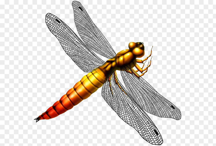 Dragonfly Pterygota Clip Art PNG
