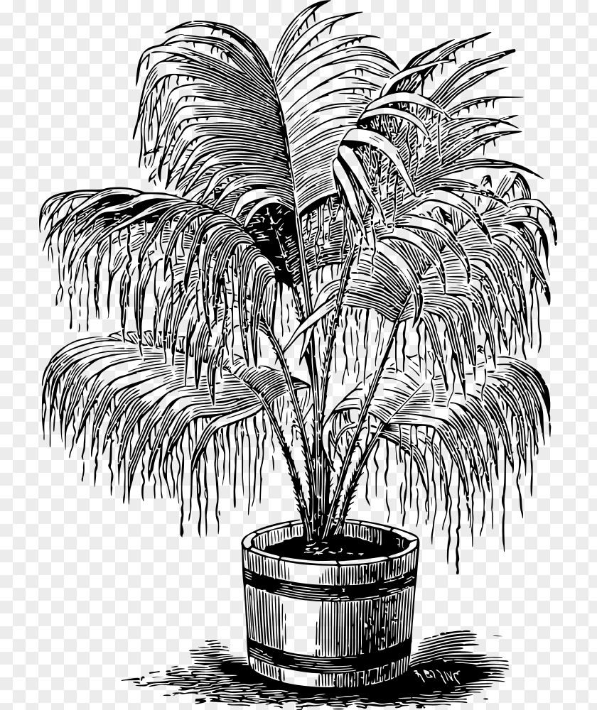 Drawing Arecaceae Line Art Monochrome Black And White PNG