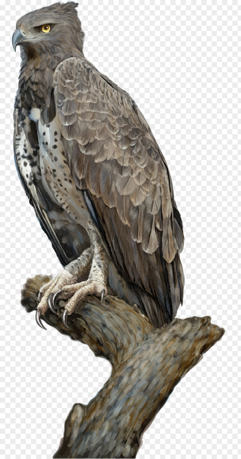 Eagle Drawing PNG