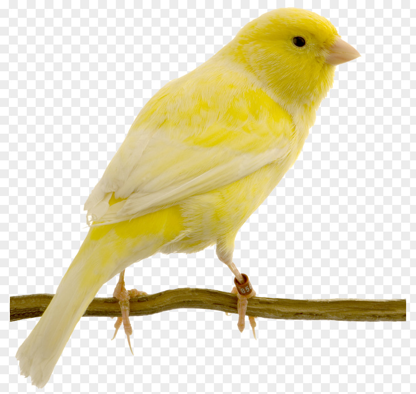 Flock Of Birds Red Factor Canary Yellow Bird Swallow Columbidae PNG