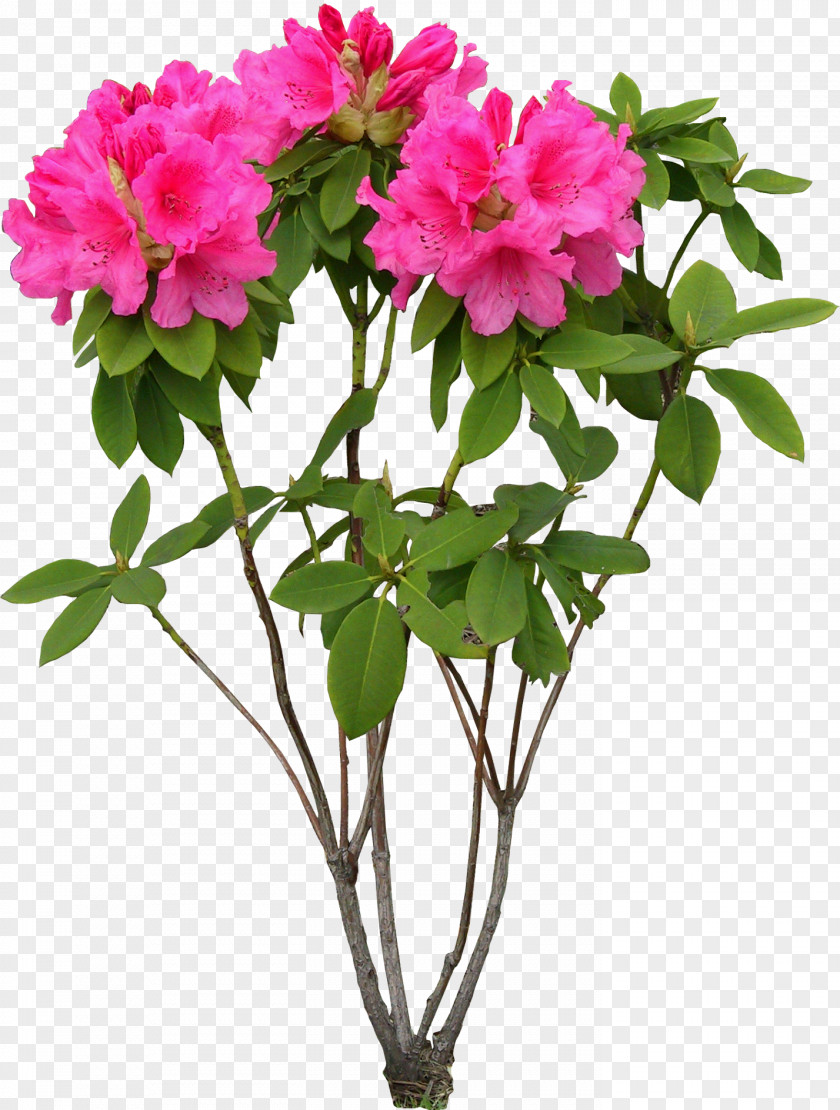 Herbs Flower PNG