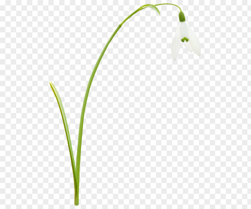 Leaf Grasses Plant Stem Petal PNG