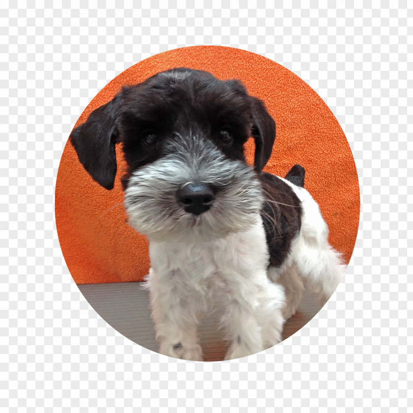 Puppy Miniature Schnauzer Schnoodle Tibetan Terrier Dog Breed Havanese PNG