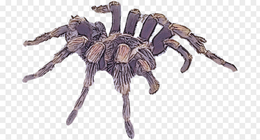 Tarantulas Wolf Spider Insects PNG