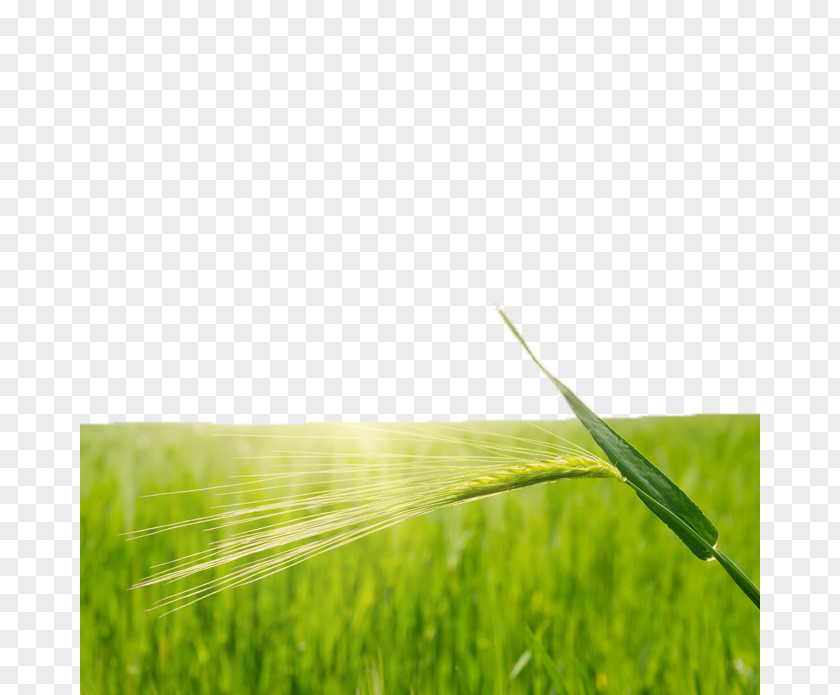 Green Rice Fields Wheat Paddy Field PNG