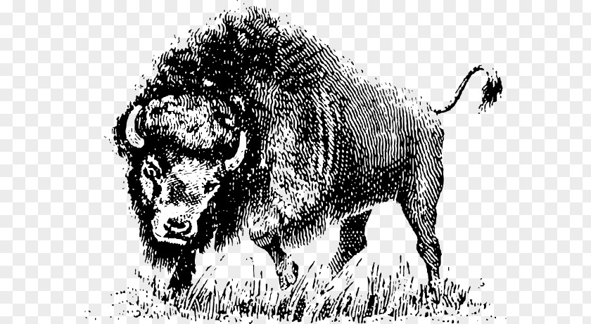 Ox Horn Water Buffalo Clip Art PNG